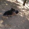 Pioppo 2008 (42)